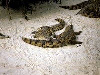 Florida - Tampa - Busch Gardens - Alligators
